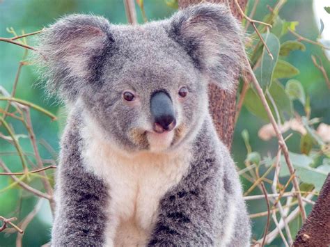 Koala - Animals Wallpaper (13168798) - Fanpop