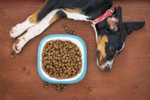 Meu Cachorro Não Quer Comer Só Bebe Água E Vomita - Meu cachorro não quer comer e só bebe água – e agora? | Blog da Cobasi