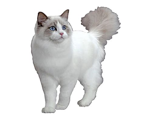 rudy kot.png - kot,koty png - zwierzęta png - elwira55 - Chomikuj.pl