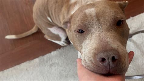 Pibble and All Paws Rescue... - Pibble and All Paws Rescue