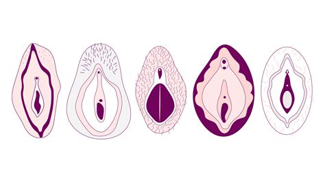Vulva: Diagram, Function, Location & Anatomy