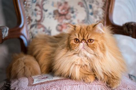 Red Persian Cat Images - Free Download on Freepik