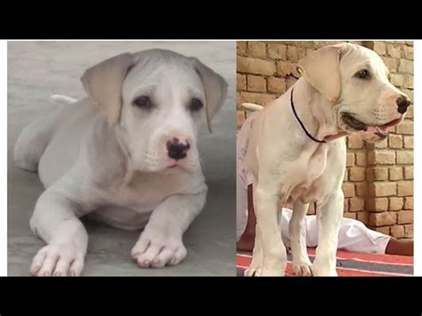 top quality pakistani bully puppies  sale jsk pets