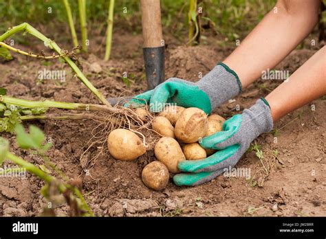 methods  harvesting potatoes  isla lascelles blog