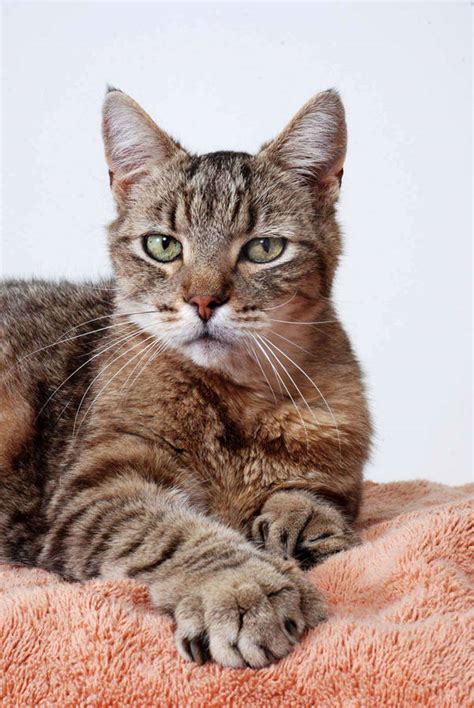 Download Proud Looking Cat Picture Wallpaper | Wallpapers.com