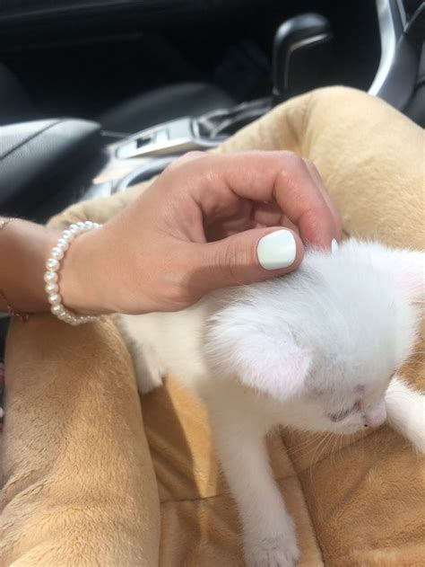 Белый кот | Fur slides, Sandals