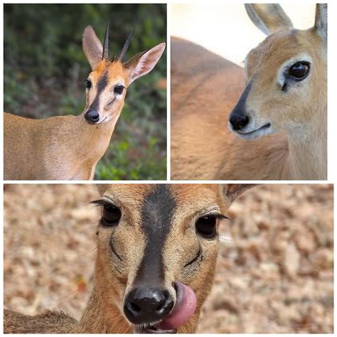Indabuko Yakho » Incazelo ngesilwane iMpunzi(Common Duiker)