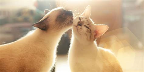 6 Reasons You Should Get A Second Cat (And 2 You Shouldn’t) - Cats.com