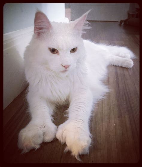 Polydactyl Maine Coon Kittens For Sale Oregon | inurlhtmhtmlphpshtml33974
