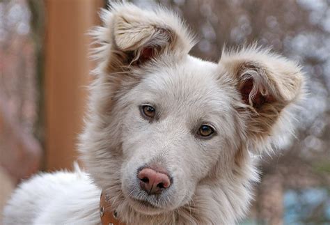 Why did my dog's nose change color? | PawTracks