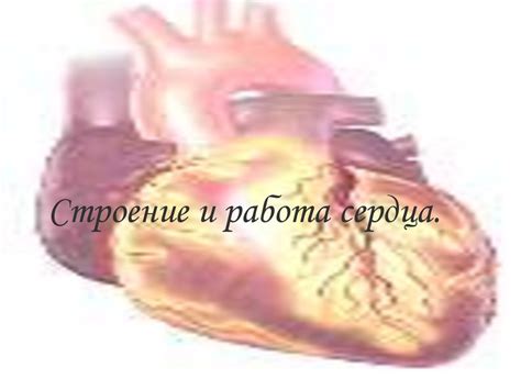 Строение и работа сердца - презентация онлайн
