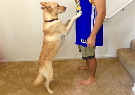 How To Stop My Dog Jumping The Gate at Rose Thyer blog