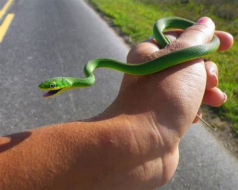 Would You Hug a Snake? Meet the 10 Friendliest Snakes in the World (Photos)