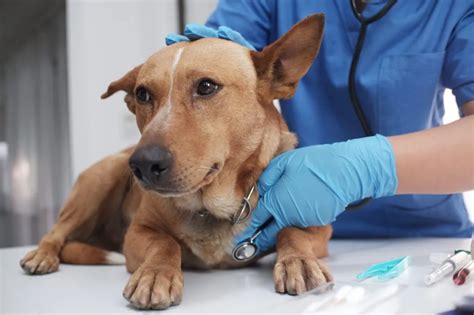 Imodium for Dogs: Uses, Dosage, & Side Effects - petflair.co