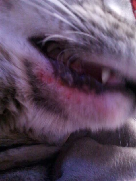 cheryl in space: My Cat's Tumor Pt. 2 (Graphic Images)