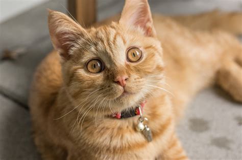 Free Images : whiskers, mammal, small to medium sized cats, felidae ...