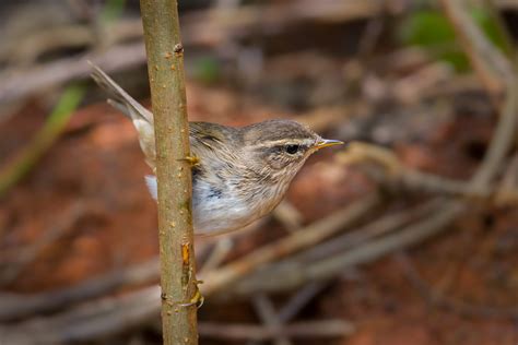 Dusky Warbler | Audubon Field Guide