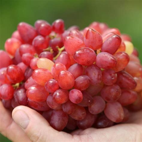 DAŠUNIA - Stolový vinič
