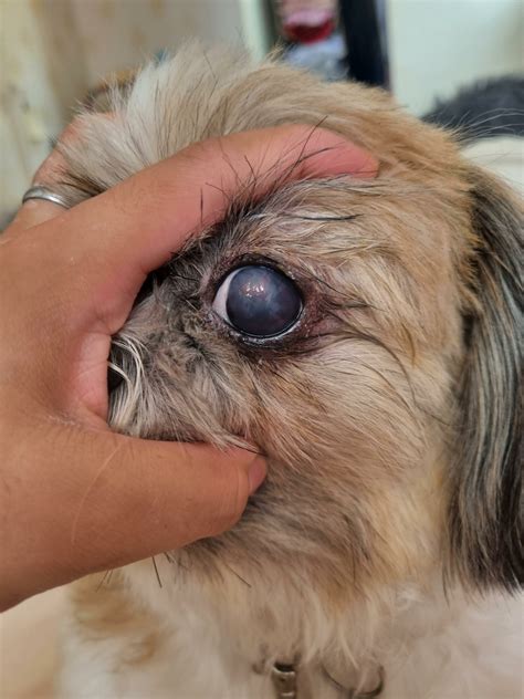Common Health Issues in Shih Tzus and How to Prevent Them