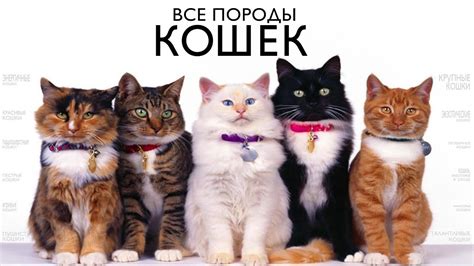 ВСЕ ПОРОДЫ КОШЕК МИРА - YouTube