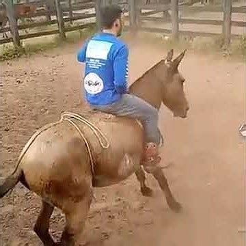 Прикол! Хитрый конь) - YouTube