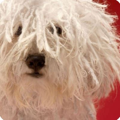 Komondor Puppies for Sale | Buckeye Puppies