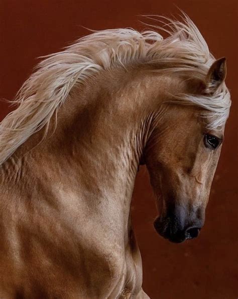 Голова коня (33 фото) | Horses, Beautiful horses, Equine photography