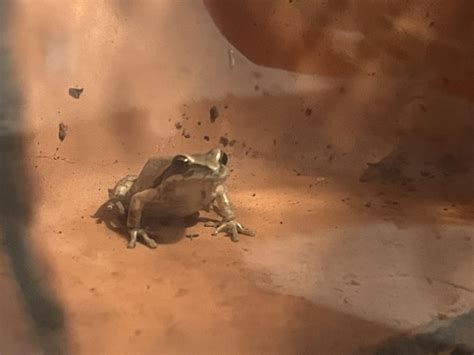 Located in SoCal and found outside. Wondering what type it is to tell