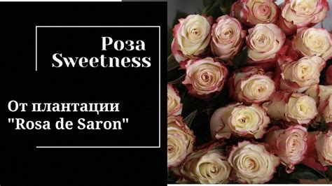 Обзор розы Sweetness с от эквадорской плантации "Rosa de saron ...