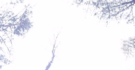 Безкоштовне стокове фото: берези, дерева, ліс