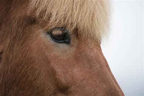 Premium Photo | Head of a brown horse close up