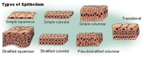 Kudos – Wikipedia