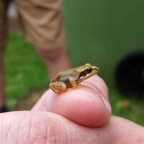 A grieving mother’s bucket list – catching frogs and drinking good ...