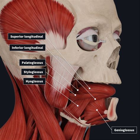 Muscles intrinsèques et extrinsèques de la langue | Carlos Ramirez