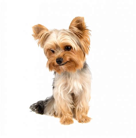 Why Choosing Creative Names For Female Yorkies Is A Fun Part Of Bringing Your New Puppy Home 10