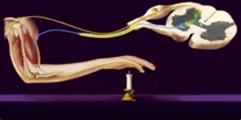 glabellar reflex  myerson sign dnatubecom scientific video