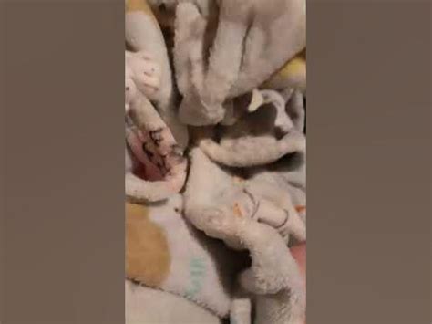 fussy tussy - YouTube