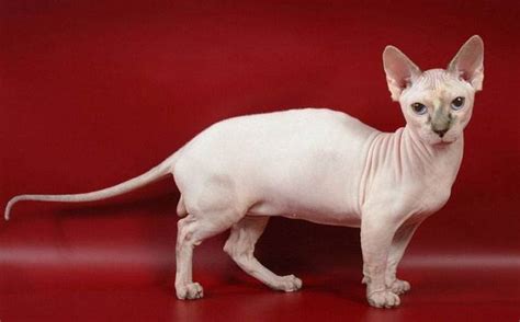 Минкскин кошка характеристика породы, фото, характер, правила ухода и ...