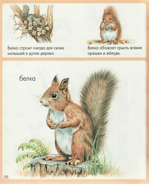 Пин от пользователя я на доске Обучение детей | Животные, Картинки ...