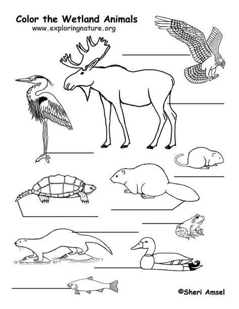 Marsh Animals Labeling Page