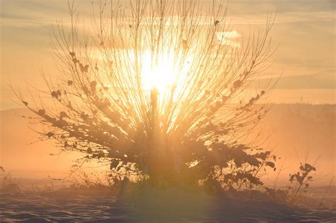 burning bush fire  photo  pixabay pixabay