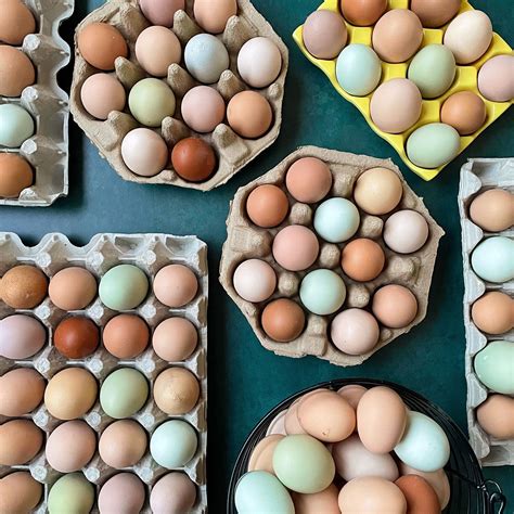 egg color  chicken  colby westlake blog