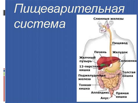 Пищеварительная система - презентация онлайн