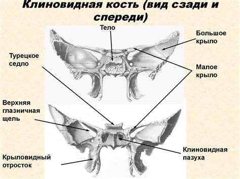Череп. Мозговой отдел, лицевой (висцеральный) отдел - презентация онлайн