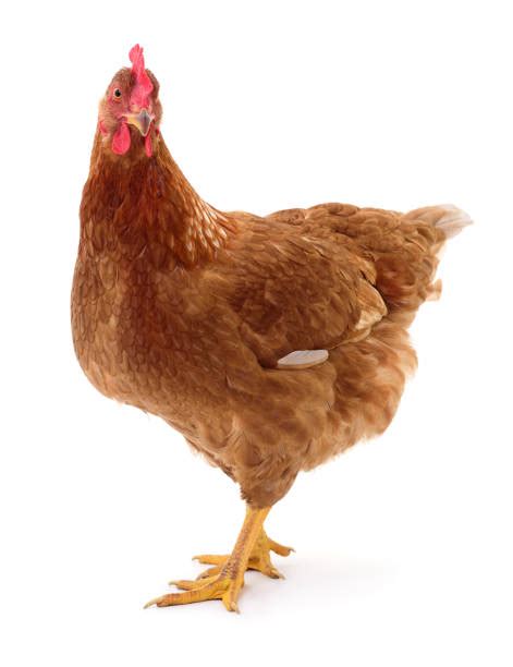 360+ Lonely Hen Stock Photos, Pictures & Royalty-Free Images - iStock
