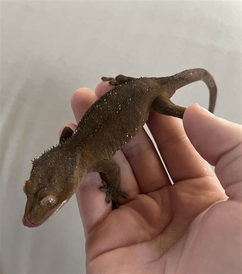 What color is my crested gecko? : r/CrestedGecko