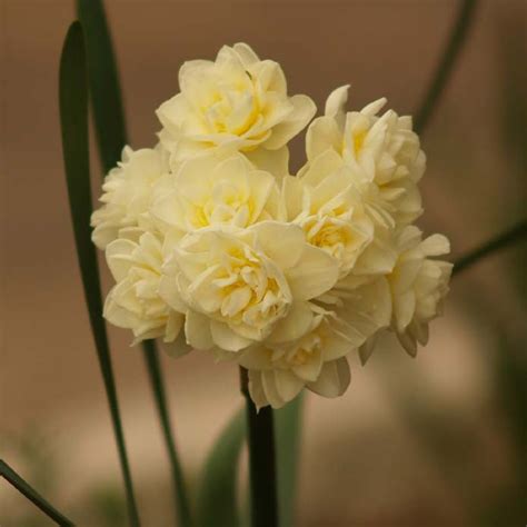 Нарцисс таццета Erlicheer (Тацетта Эрлишер)🌷 - купить луковицы и клубни ...