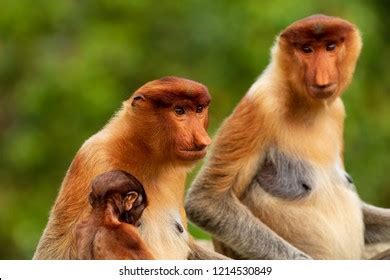 1,011 Baby proboscis monkey Stock Photos, Images & Photography ...