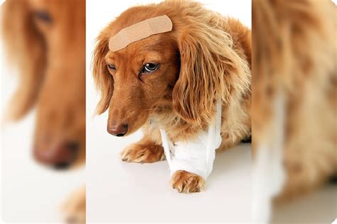 How to approach sick and injured animals