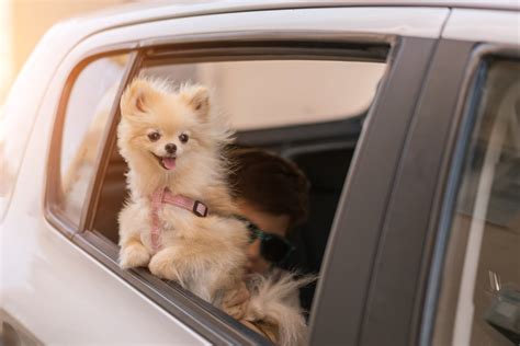 Cute Pomeranian Pictures | POPSUGAR Pets